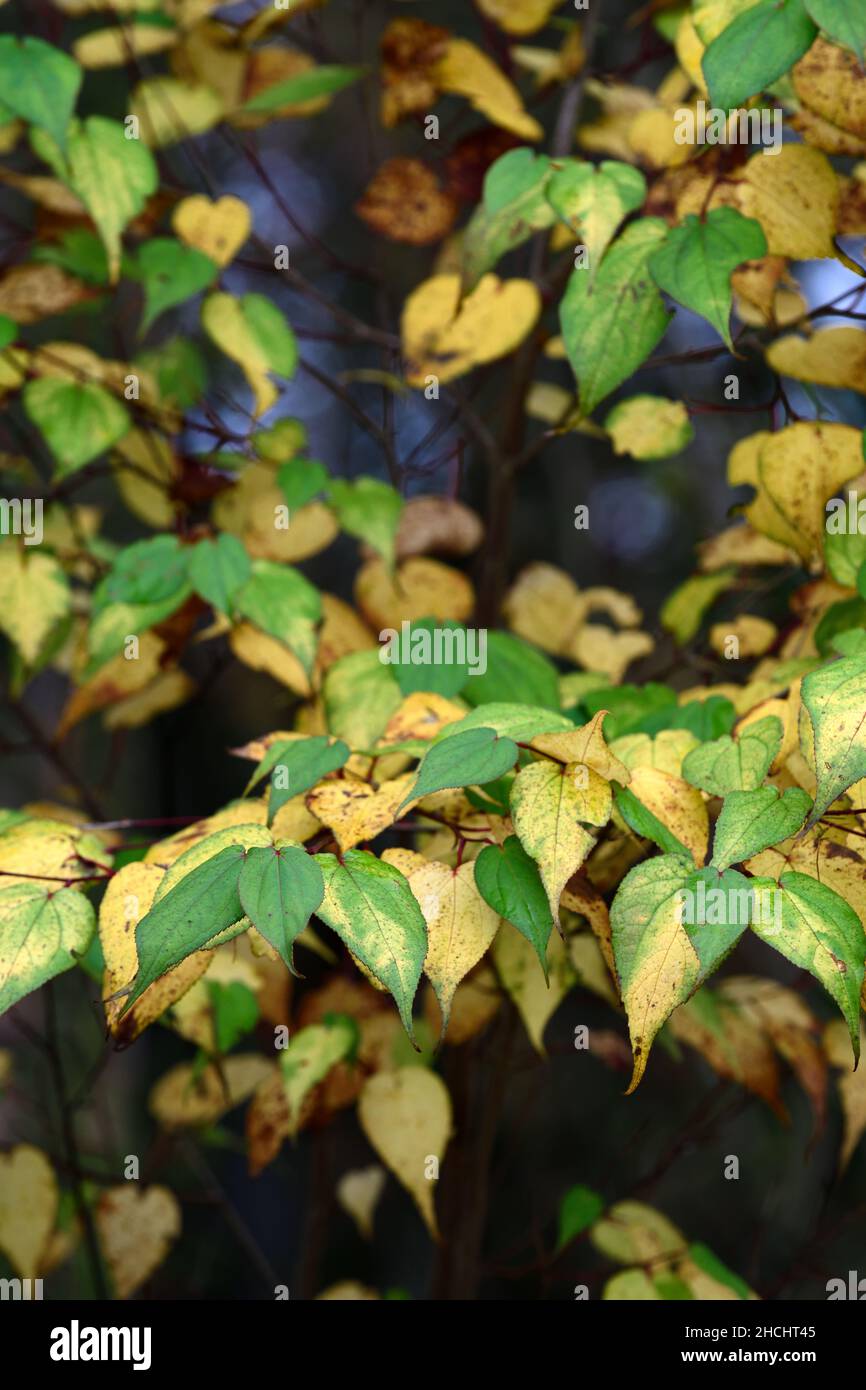 Tetracentron sinense var himalense,Tetracentron sinense,feuille de bois, feuilles,couleur dorée,feuilles jaunes,feuilles jaunâtres,feuillage d'automne,feuilles d'automne,fa Banque D'Images