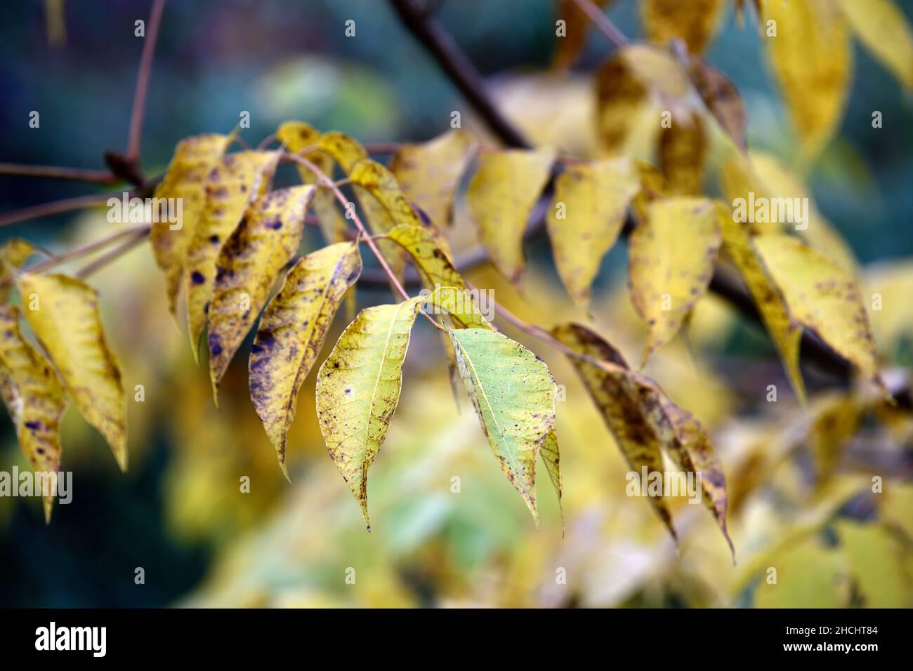 Toxicodendron vernicifluum,Rhus verniciflua,laque chinoise,feuillage inné,feuilles innées,couleur dorée,feuilles jaunes,feuilles jaunâtres,automne FO Banque D'Images