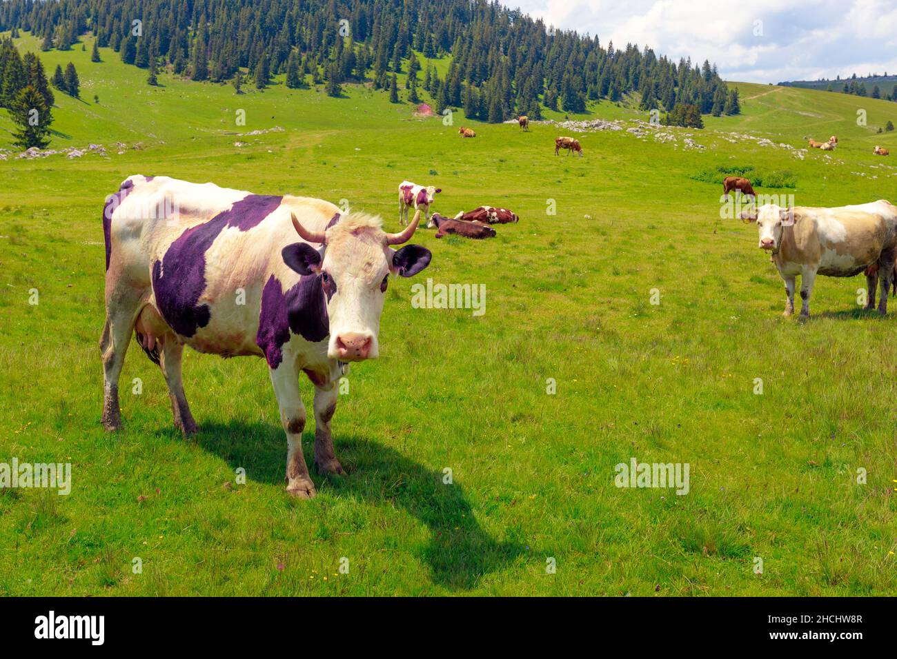 Vue sur les vaches paissant dans le beau champ vert près de la forêt avec des sapins Banque D'Images