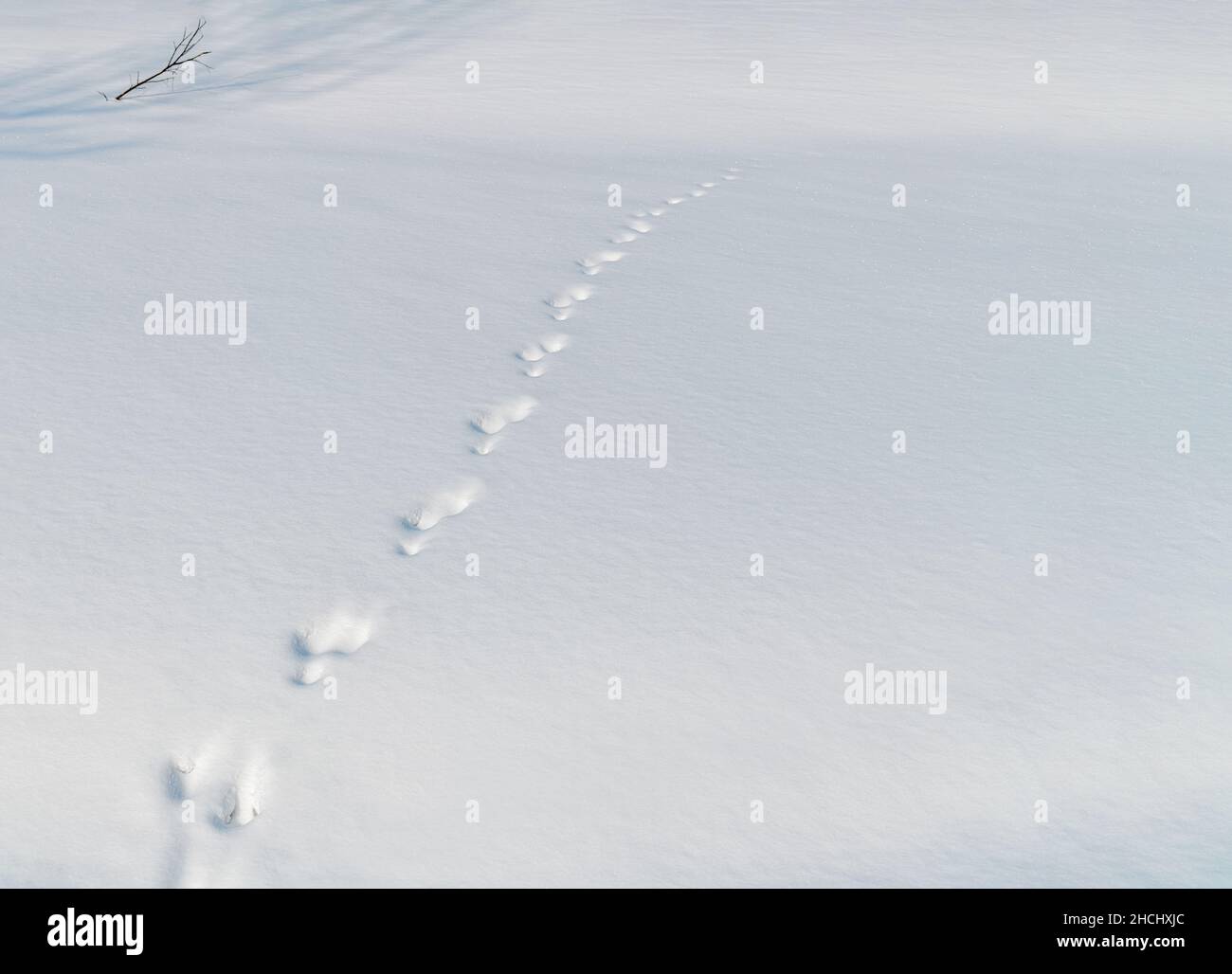 Empreintes de pas dans la neige s'étendant dans la distance et une brindille solitaire. Banque D'Images