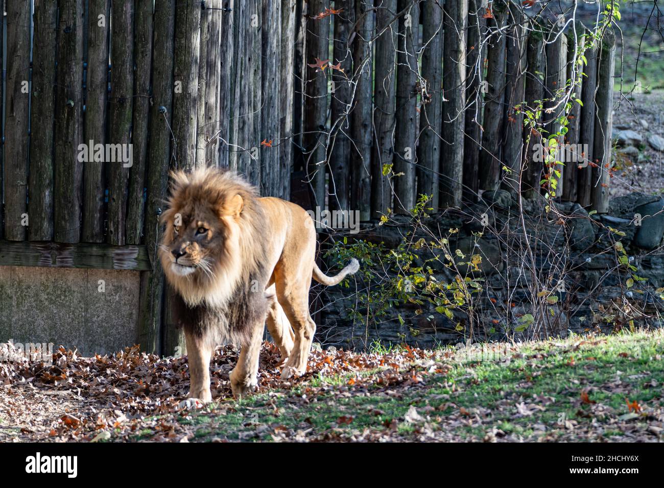 Belle promenade de lion calmement dans les bois Banque D'Images