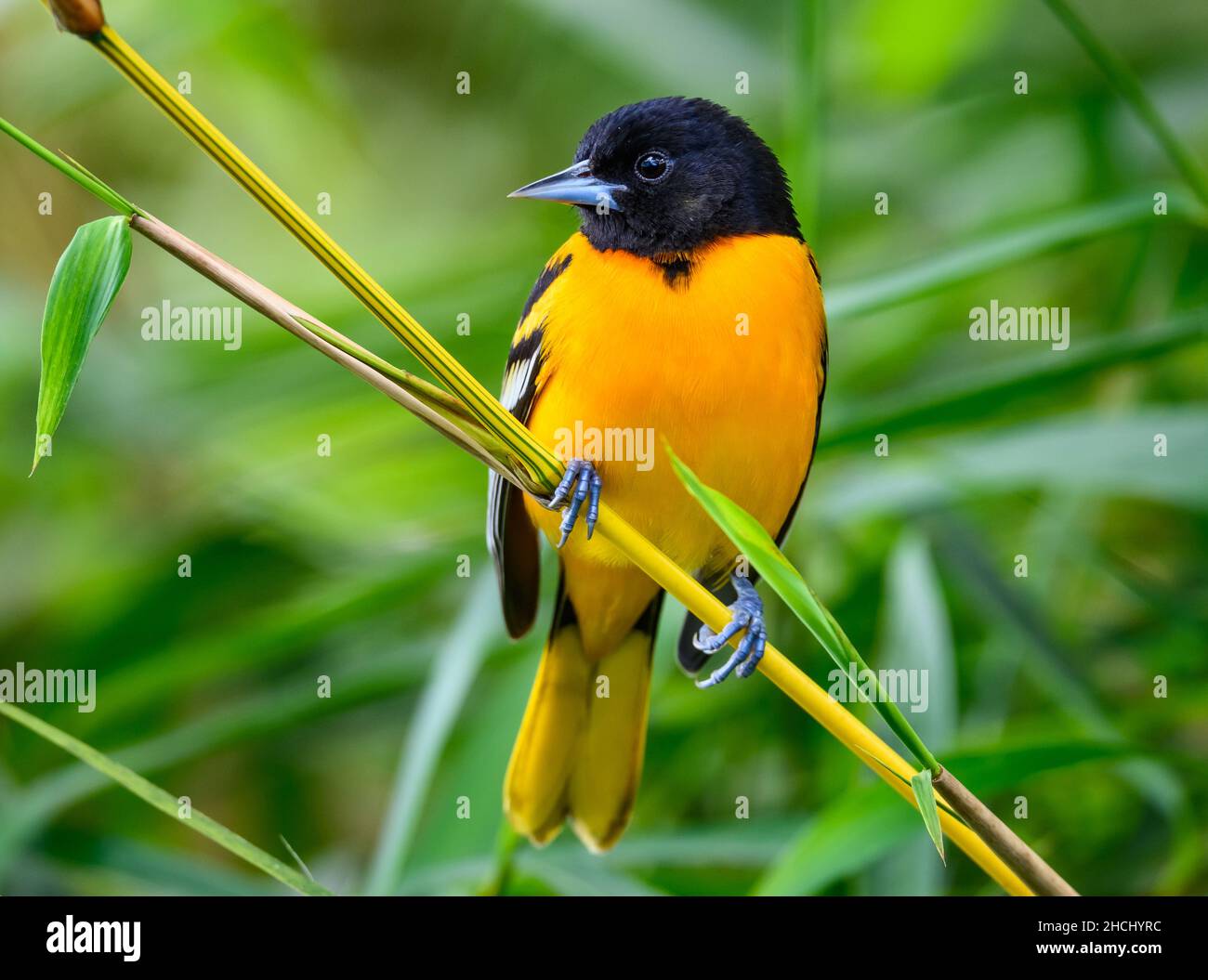 Un mâle Baltimore Oriole (Icterus galbula) perché sur un bambou.Costa Rica, Amérique centrale. Banque D'Images