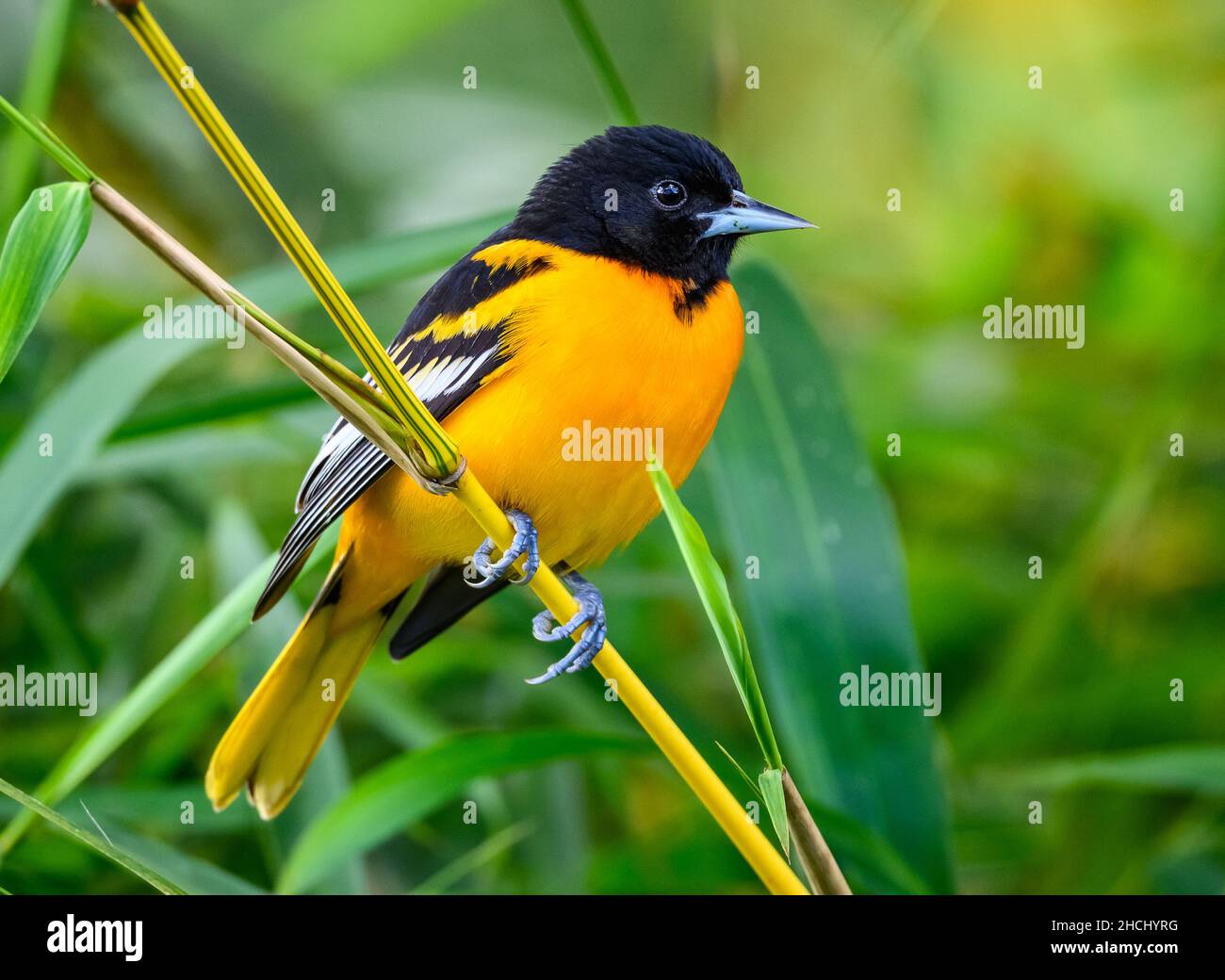 Un mâle Baltimore Oriole (Icterus galbula) perché sur un bambou.Costa Rica, Amérique centrale. Banque D'Images