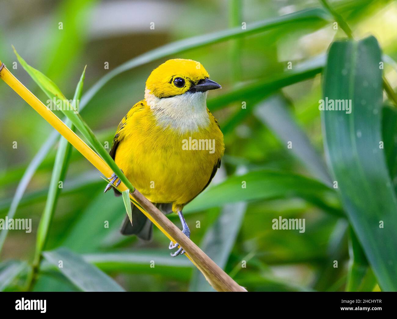 Un Tanager à gorge argentée (Tangara icterocephala) perché sur un bâton de bambou.Costa Rica, Amérique centrale. Banque D'Images