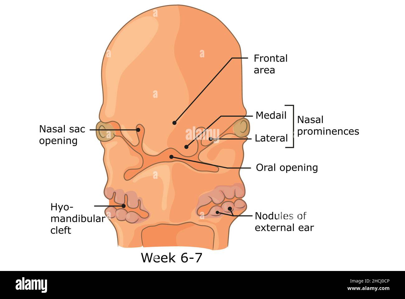 Développement des structures externes du visage humain semaine 6 - 7. Banque D'Images