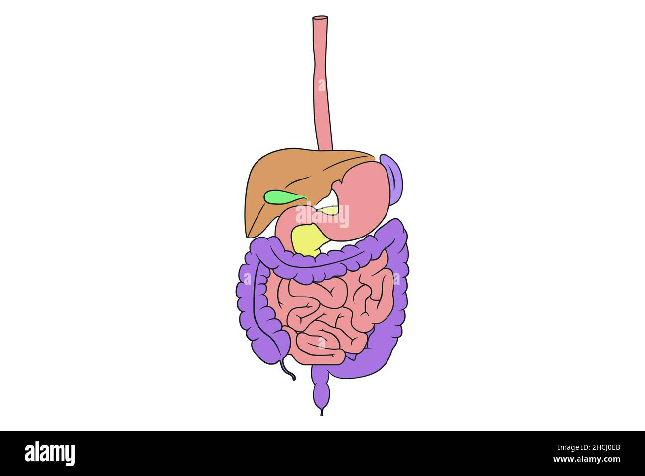 Illustration simple montrant les structures du tractus alimentaire (gastro-intestinal) Banque D'Images