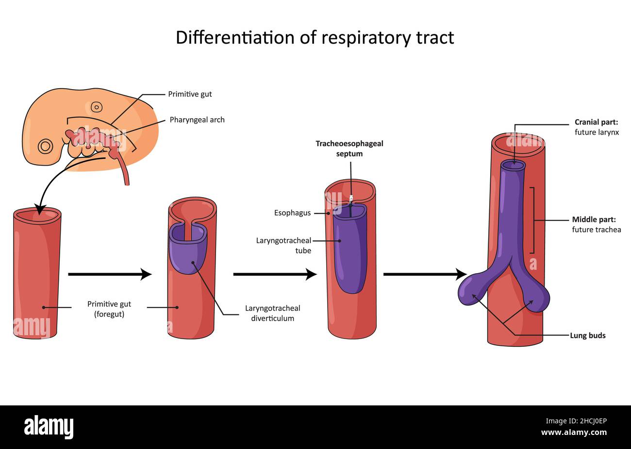 Différenciation des voies respiratoires, du diverticule laryngotrachéal Banque D'Images