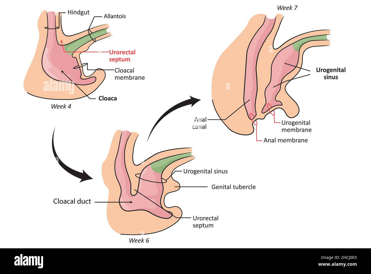 Structures clés de l'intestin postérieur (partie de l'intestin primaire), septum urorectal, membrane cloaque, membrane urogénitale et anale Banque D'Images