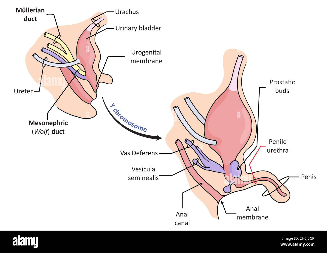 Développement embryologique de l'appareil génital mâle, section sagital Banque D'Images
