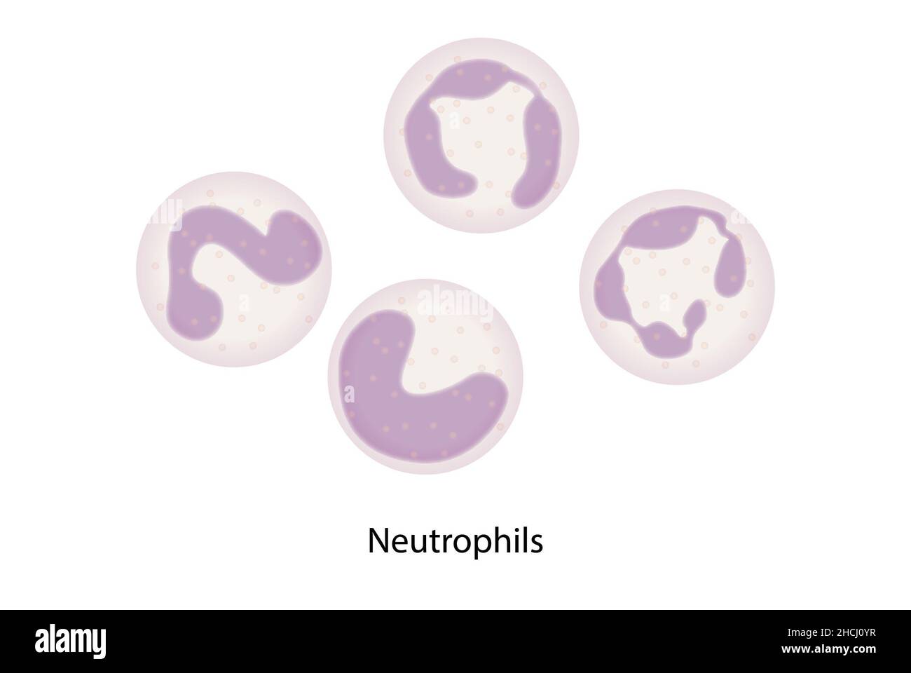 Neutrophils Banque d'images détourées - Alamy