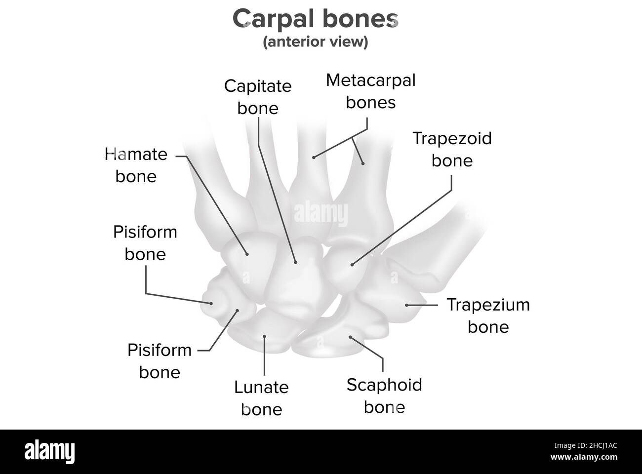 Os carpiens, vue antérieure, anatomie Banque D'Images