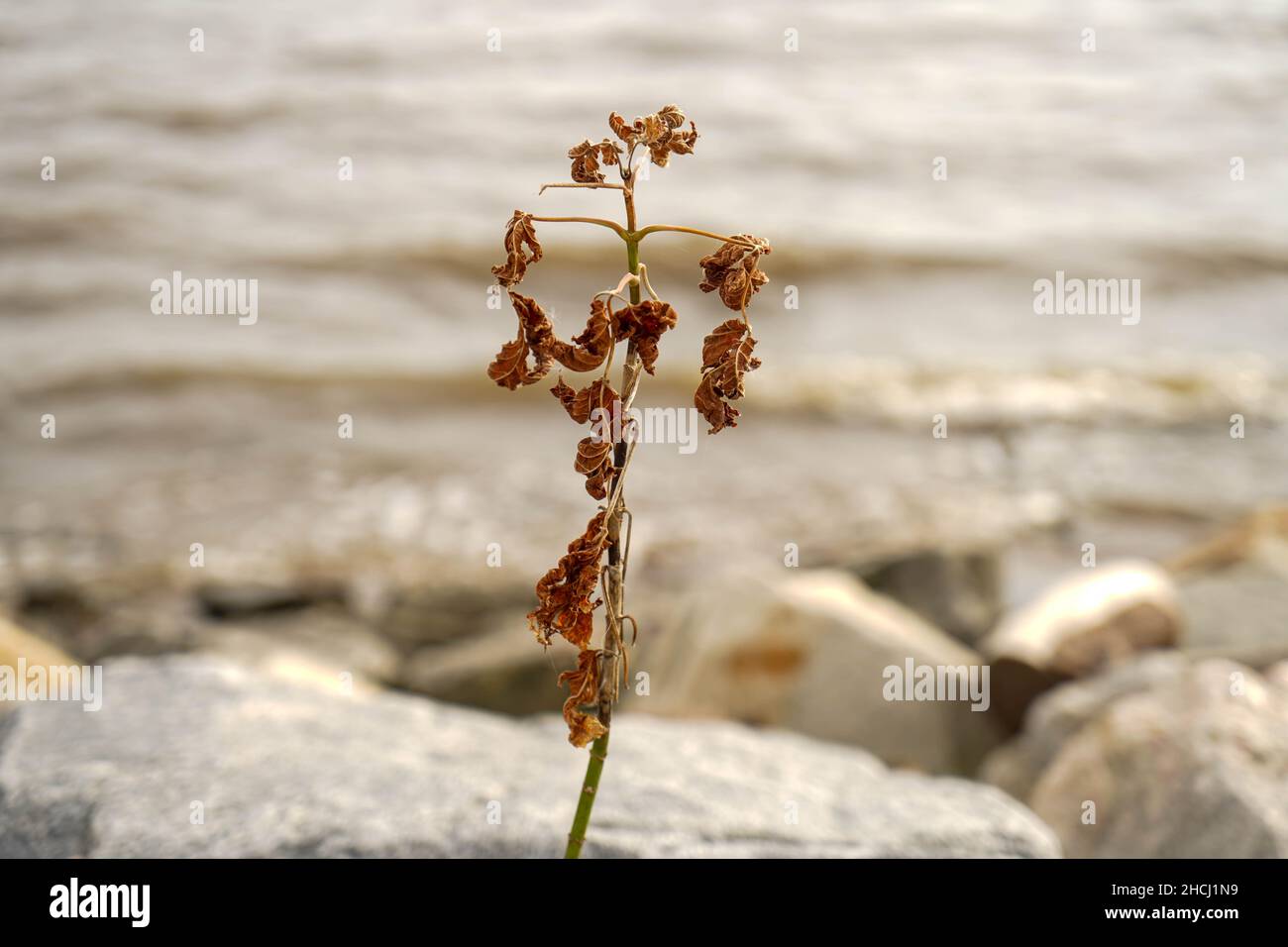 Gros plan d'une fleur sèche provenant des rochers de la plage de Douvres, Delaware Banque D'Images
