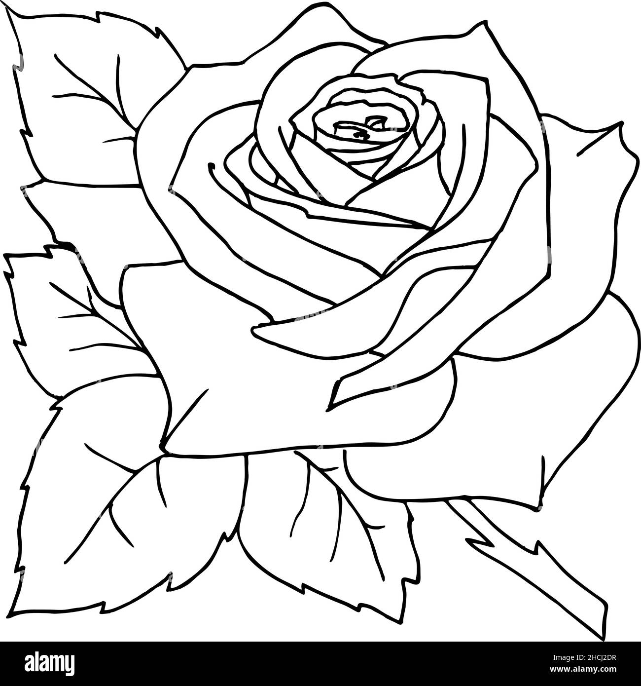 dessin isolé avec contour noir de fleur de rose Illustration de Vecteur