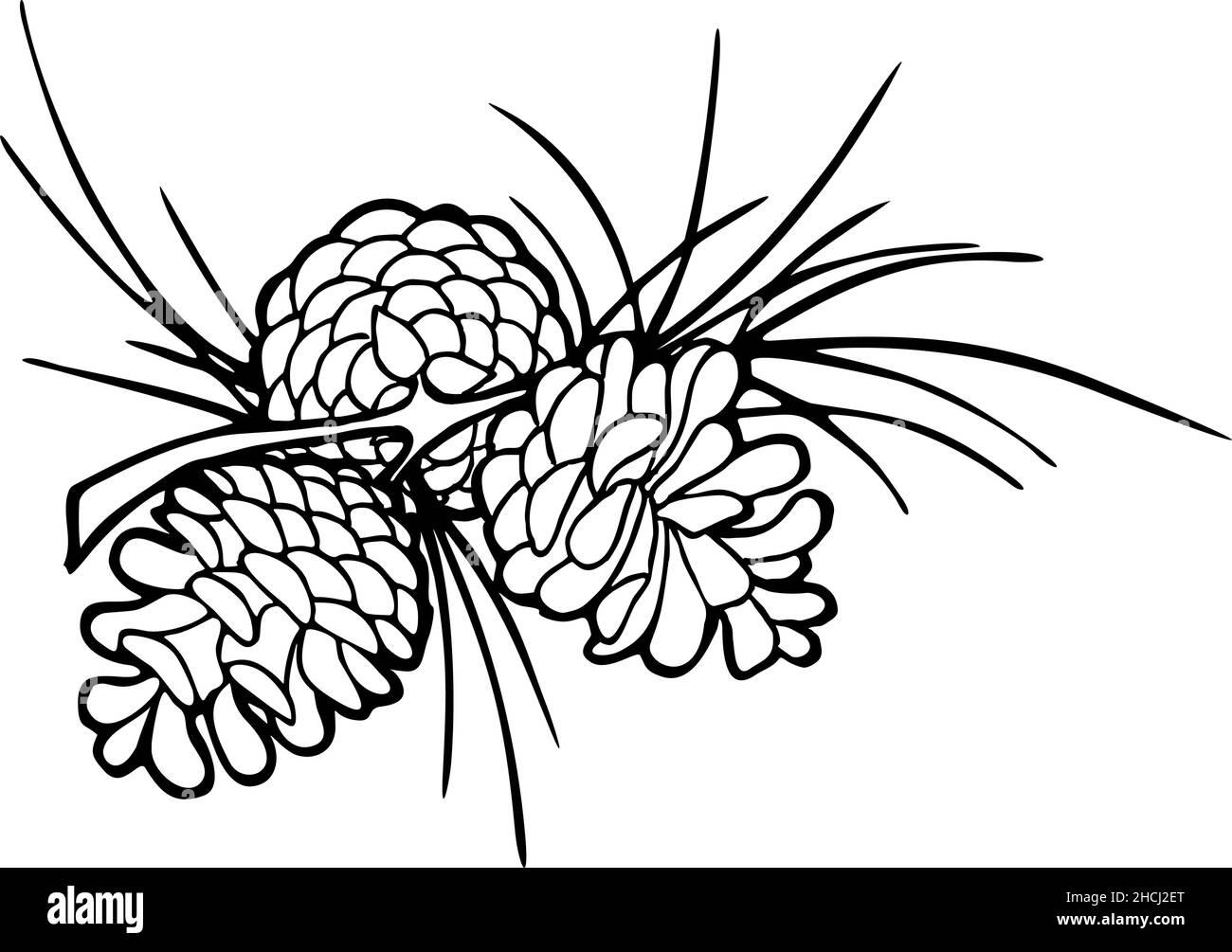 dessin de contour noir de trois cônes d'épinette sur une branche Illustration de Vecteur