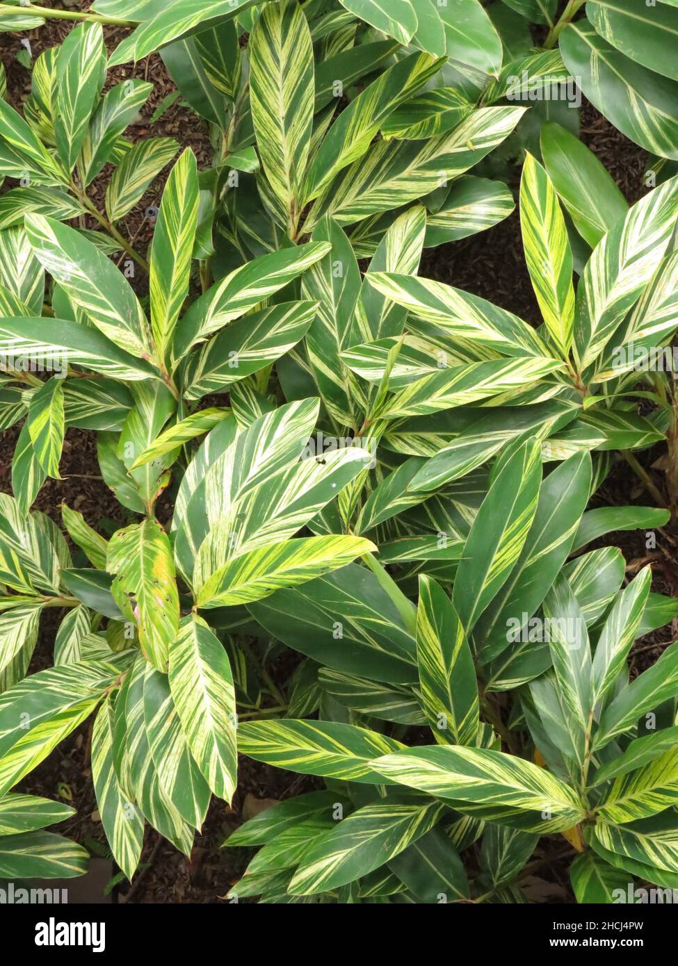 Gros plan de feuilles de gingembre en coquille (Alpinia zerumbet) Banque D'Images