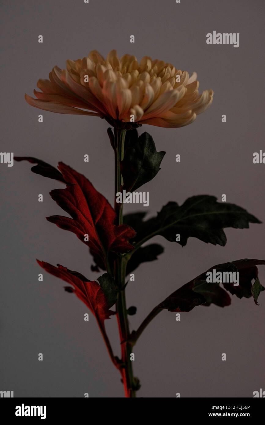 Image verticale d'un Chrysanthemum Ã— morifolium beige sur fond gris Banque D'Images