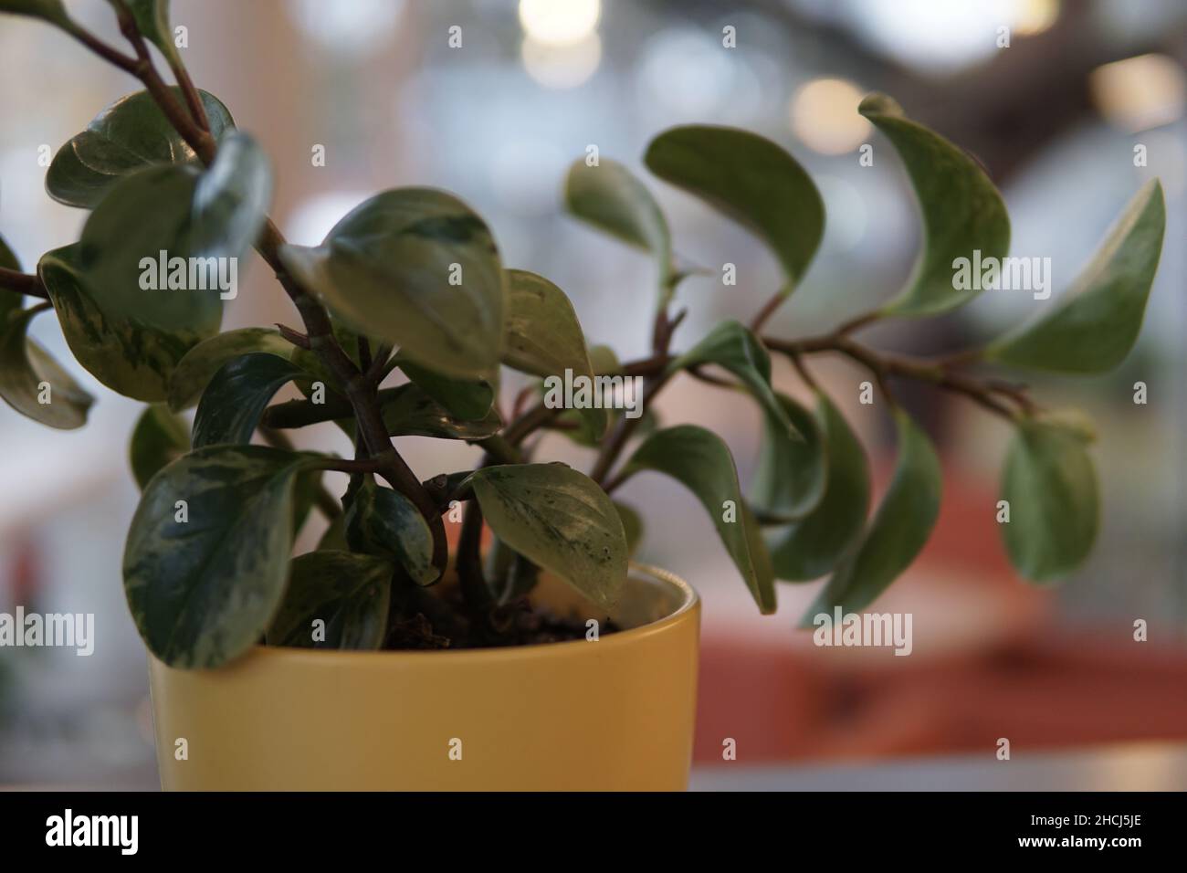 Cliché sélectif des feuilles de plantes en caoutchouc de bébé (peperomia) dans un pot de fleurs Banque D'Images