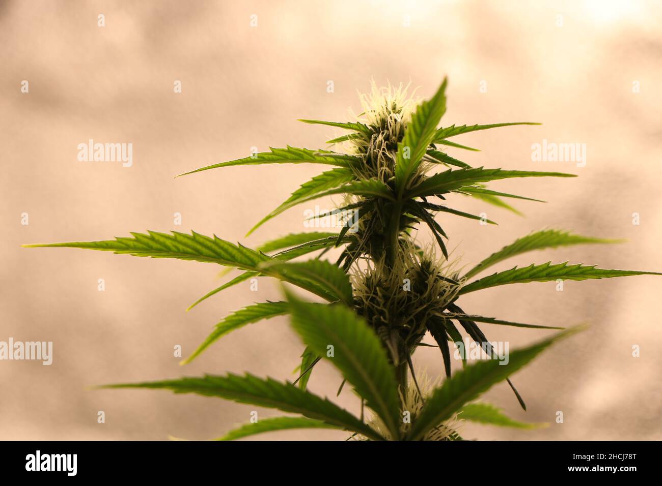 Gros plan d'une plante de cannabis marijuana au stade de la floraison.Photo de haute qualité Banque D'Images