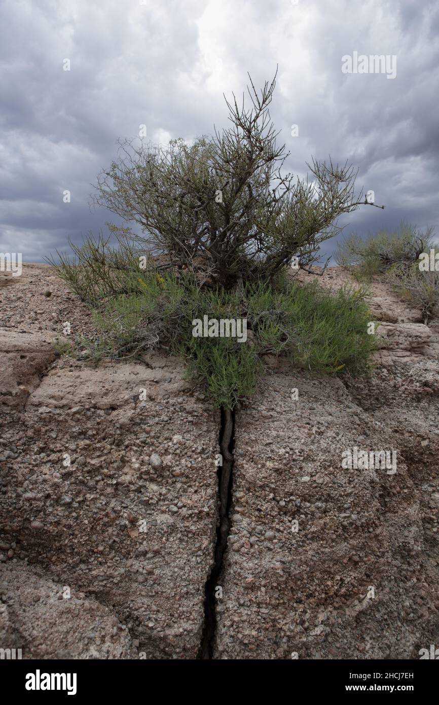 Racine de sagebrush séparant les strates de roches conglomérées à Blue Mesa, parc national de la forêt pétrifiée dans le nord-est de l'Arizona, aux États-Unis Banque D'Images