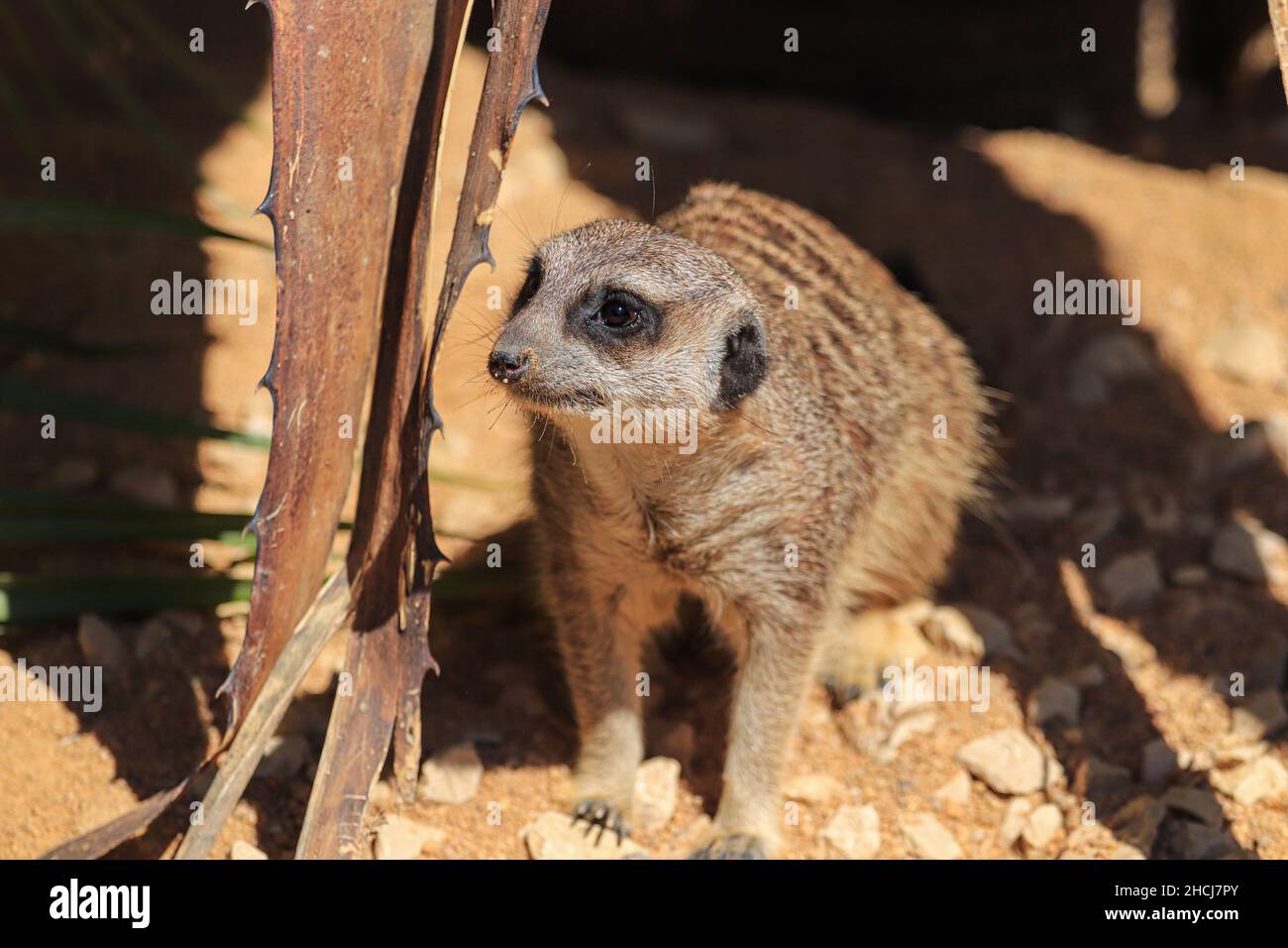 Gros plan d'un meerkat regardant de côté sur des pierres à côté d'une plante brune avec des épines Banque D'Images