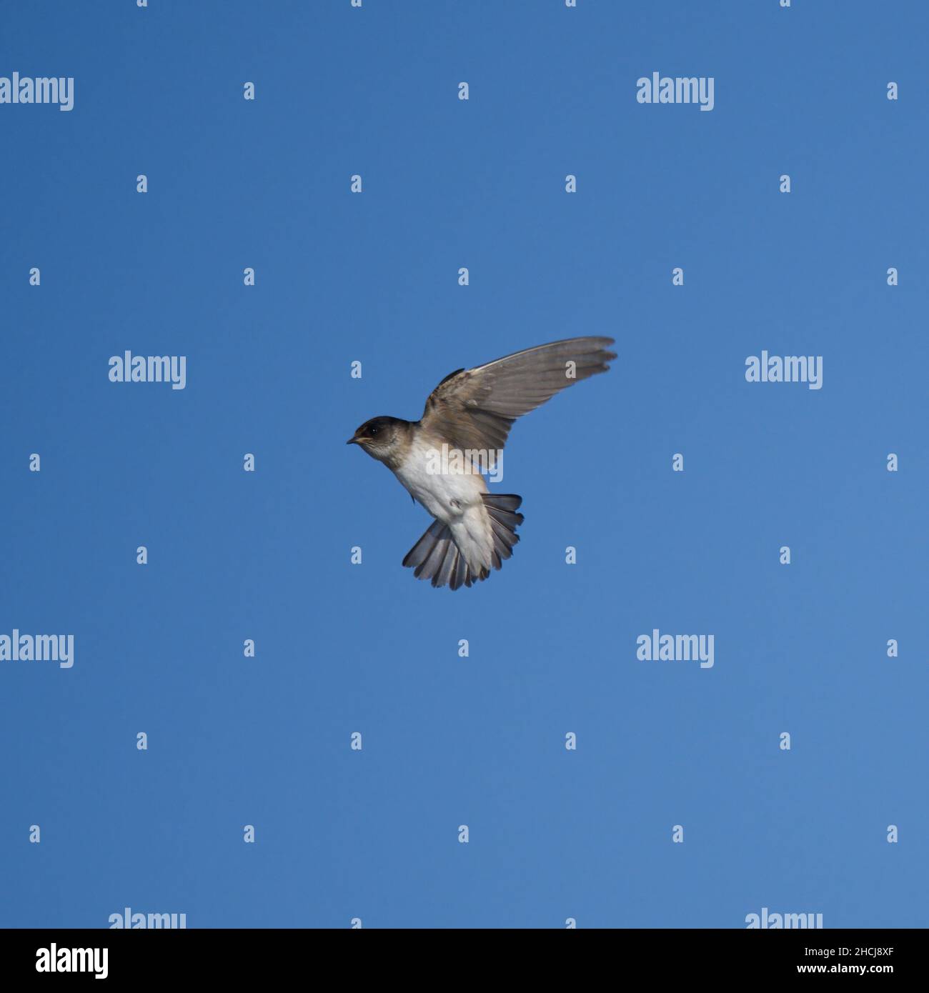 Tree Martin Rump White Tree martin Banque de photographies et d’images à haute résolution - Alamy