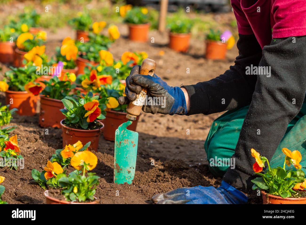Homme méconnaissable au travail plantant des fleurs dans un jardin Banque D'Images