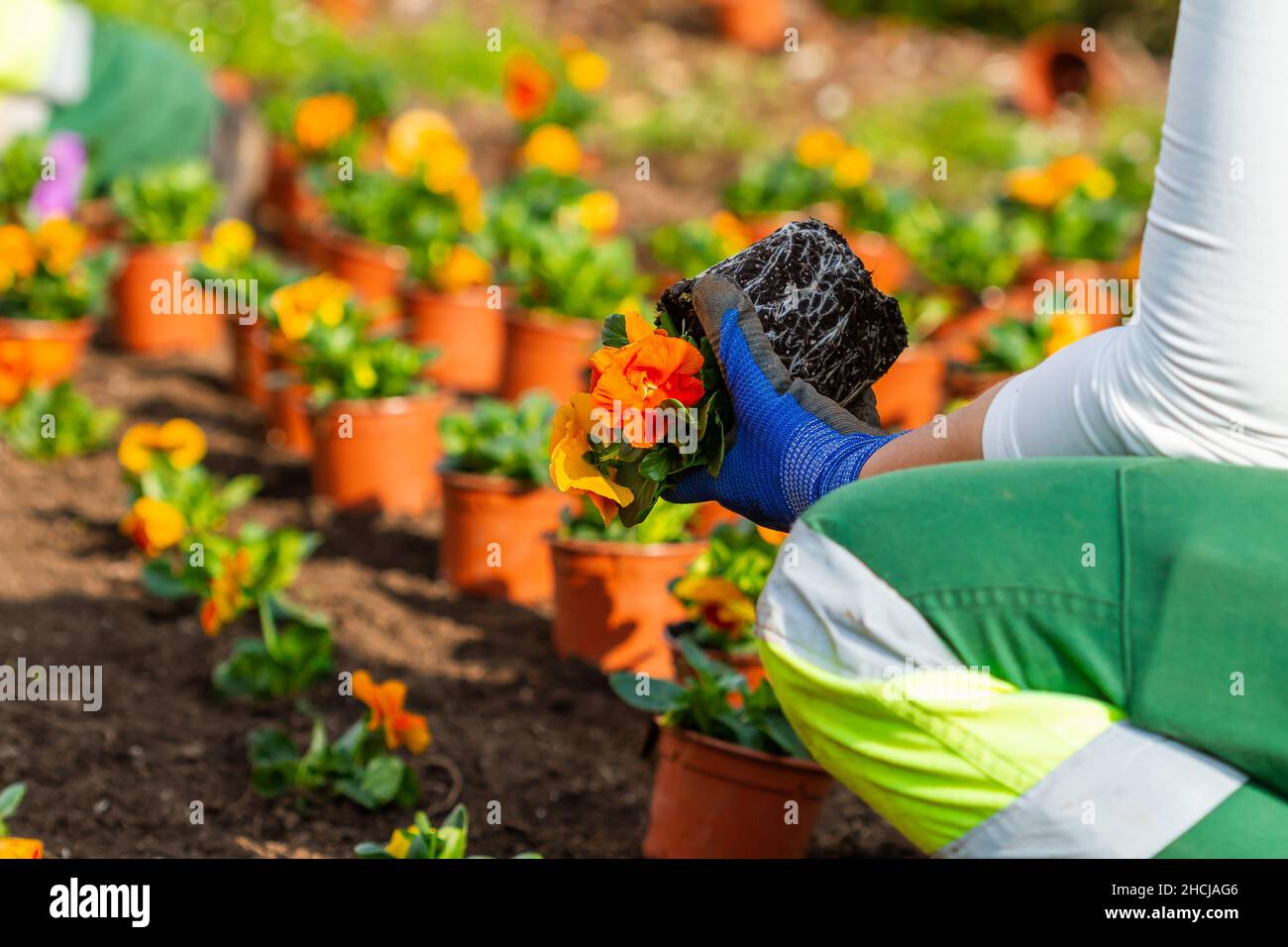 Homme méconnaissable au travail plantant des fleurs dans un jardin Banque D'Images