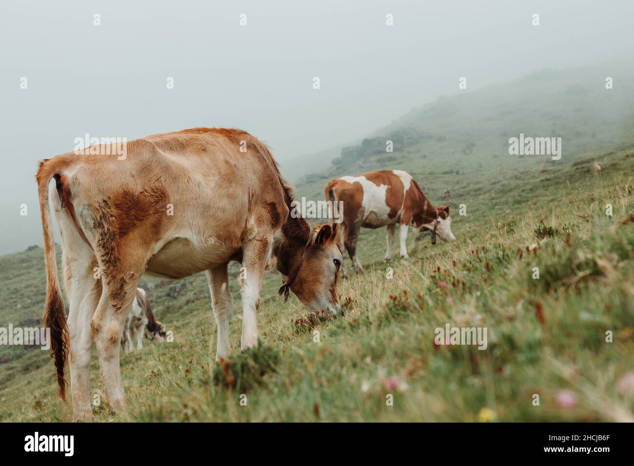 Vaches paître sur un pâturage, par temps brumeux, vache mangeant de l'herbe, des herbes et des fleurs sur un champ vert, haute montagne transhumance, paysage Banque D'Images