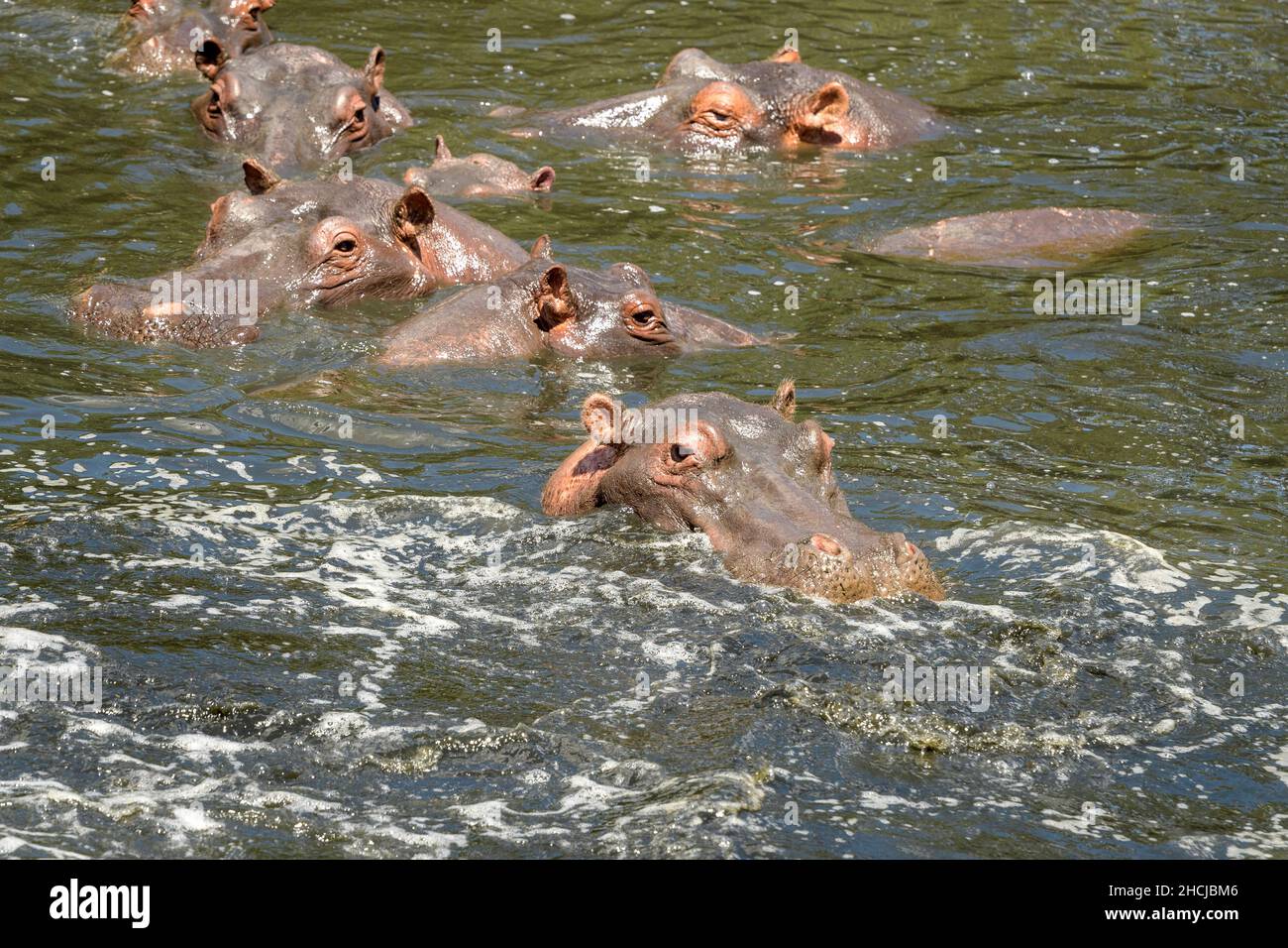 Troupeau d'hippopotames (hippopotames amphibies) dans l'eau muceuse Banque D'Images