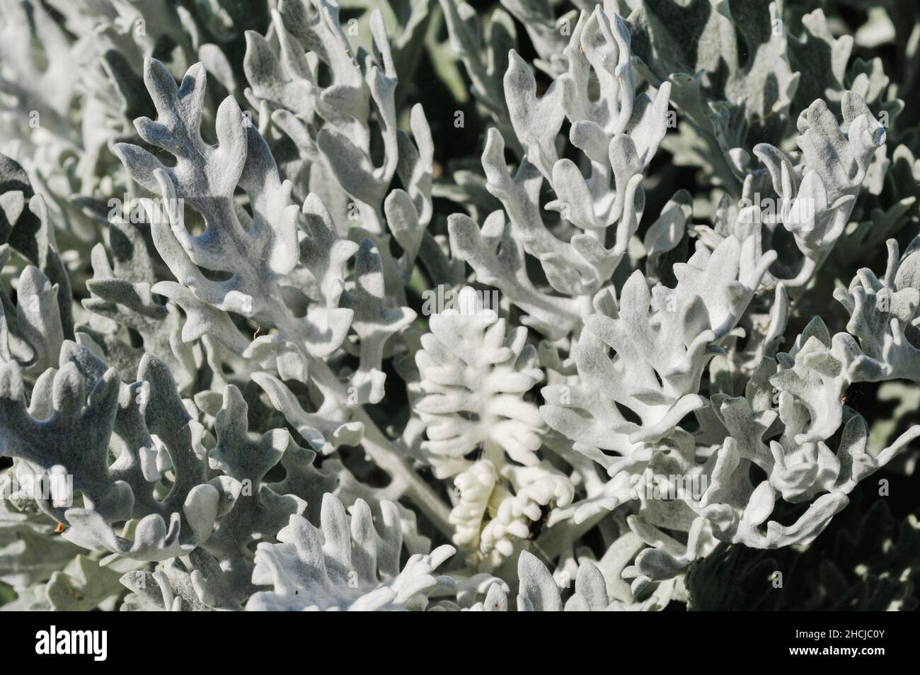 Gros plan des plantes d'armoise argentée dans un parc Banque D'Images