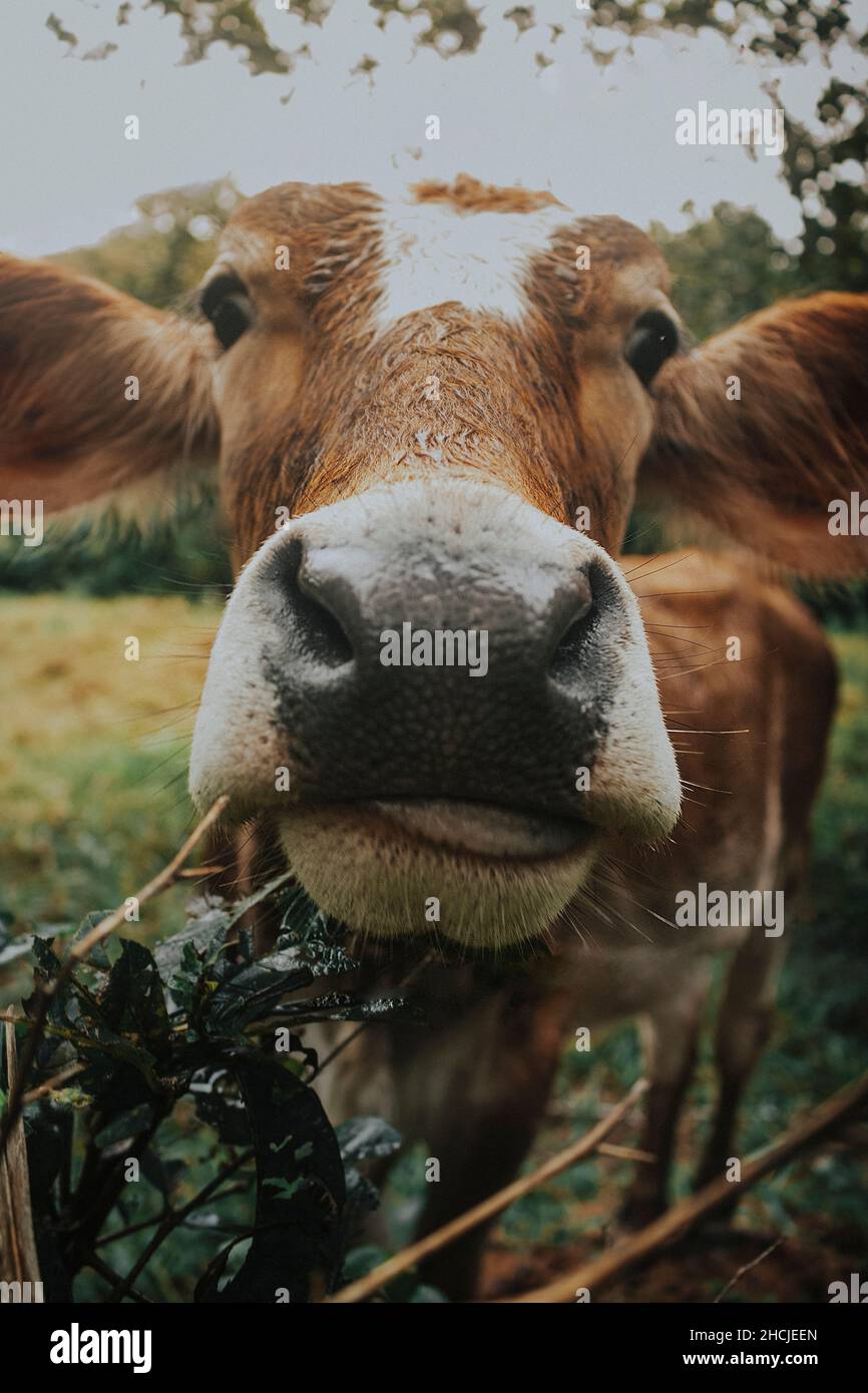 Gros plan d'un joli veau sur une ferme Banque D'Images
