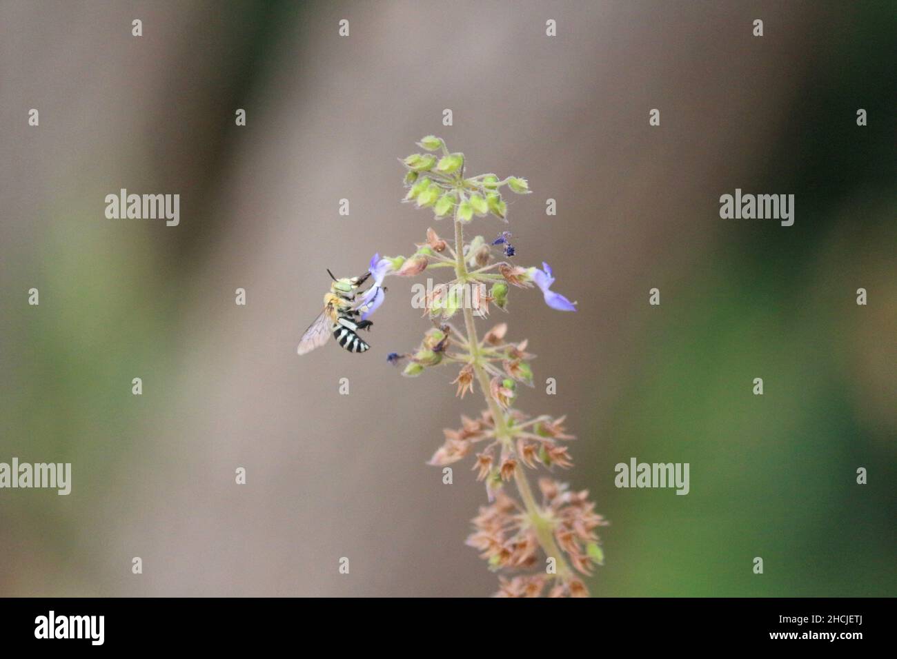 Abeille blanche sur une plante de basilic indigène Banque D'Images
