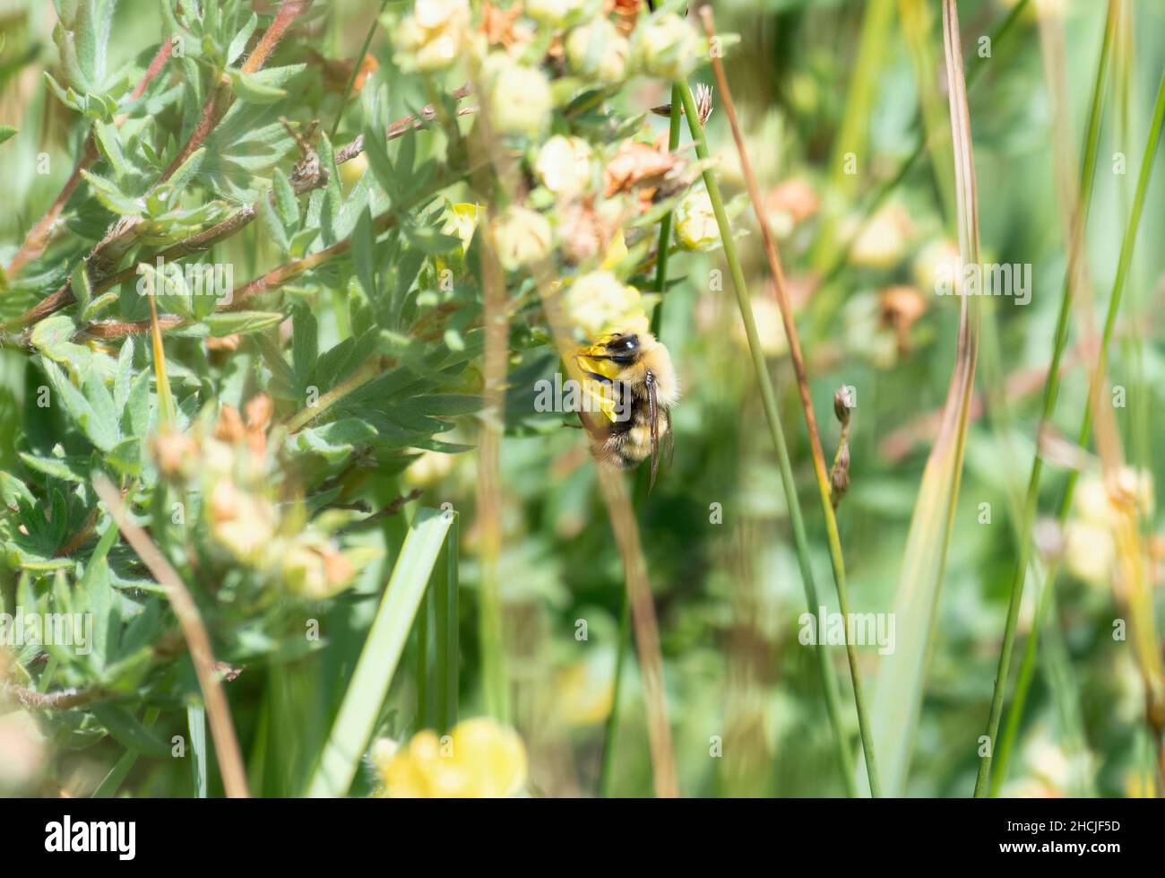 Une grande abeille Fury Bumble du genre Bombus rassemble du pollen dans les montagnes du Colorado Banque D'Images