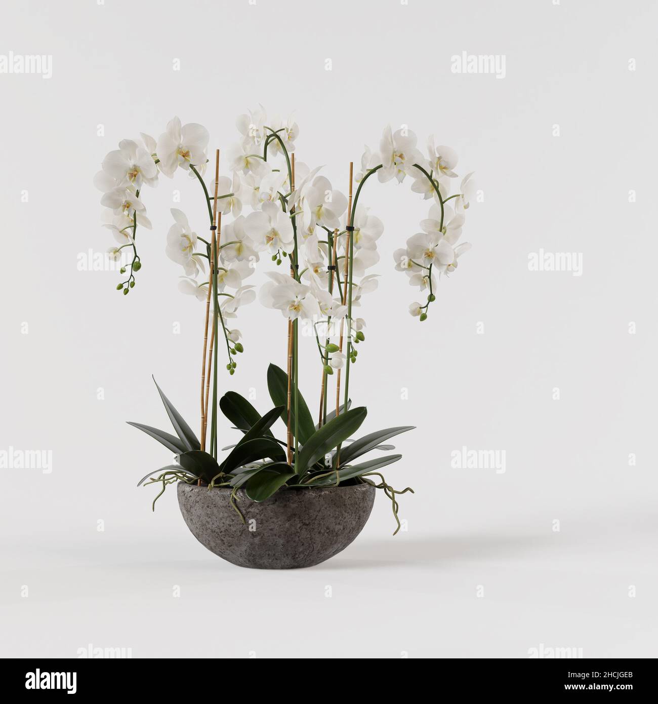 Orchidée décorative blanche en pot de béton isolé sur fond blanc. Banque D'Images