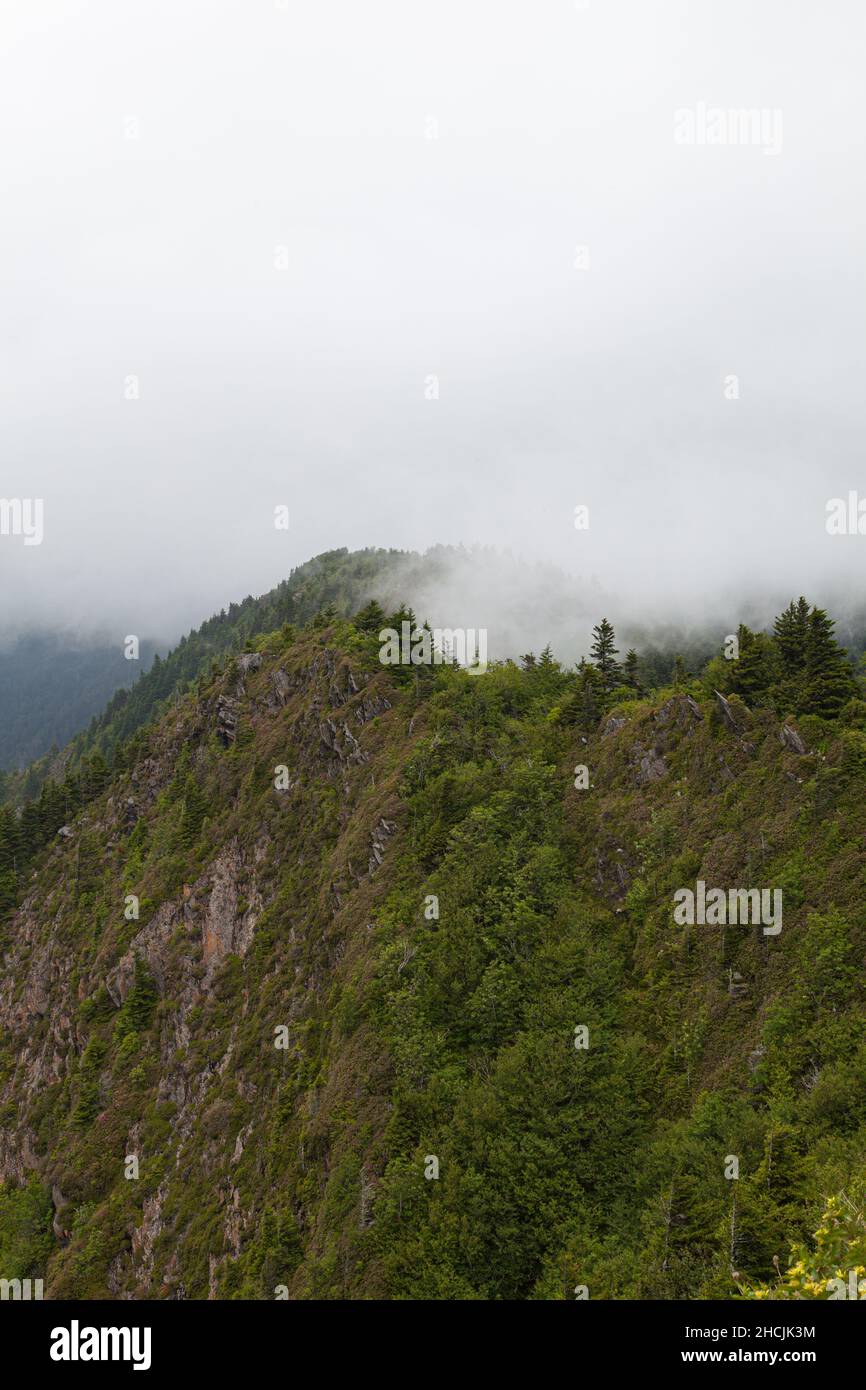 Le Boignon de Charlie sur le sentier des Appalaches dans les Great Smoky Mountains Banque D'Images