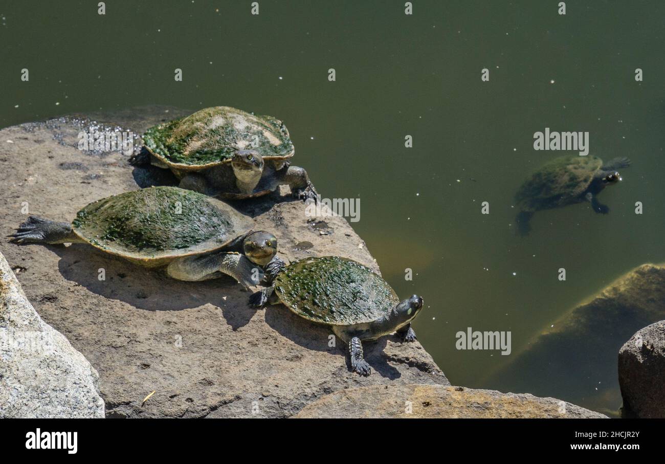 Tortues à larges carapace (Chelodina exhansa) dans les lagons d'Agnes Watson, dans les jardins botaniques de Bundaberg, Queensland, Australie Banque D'Images