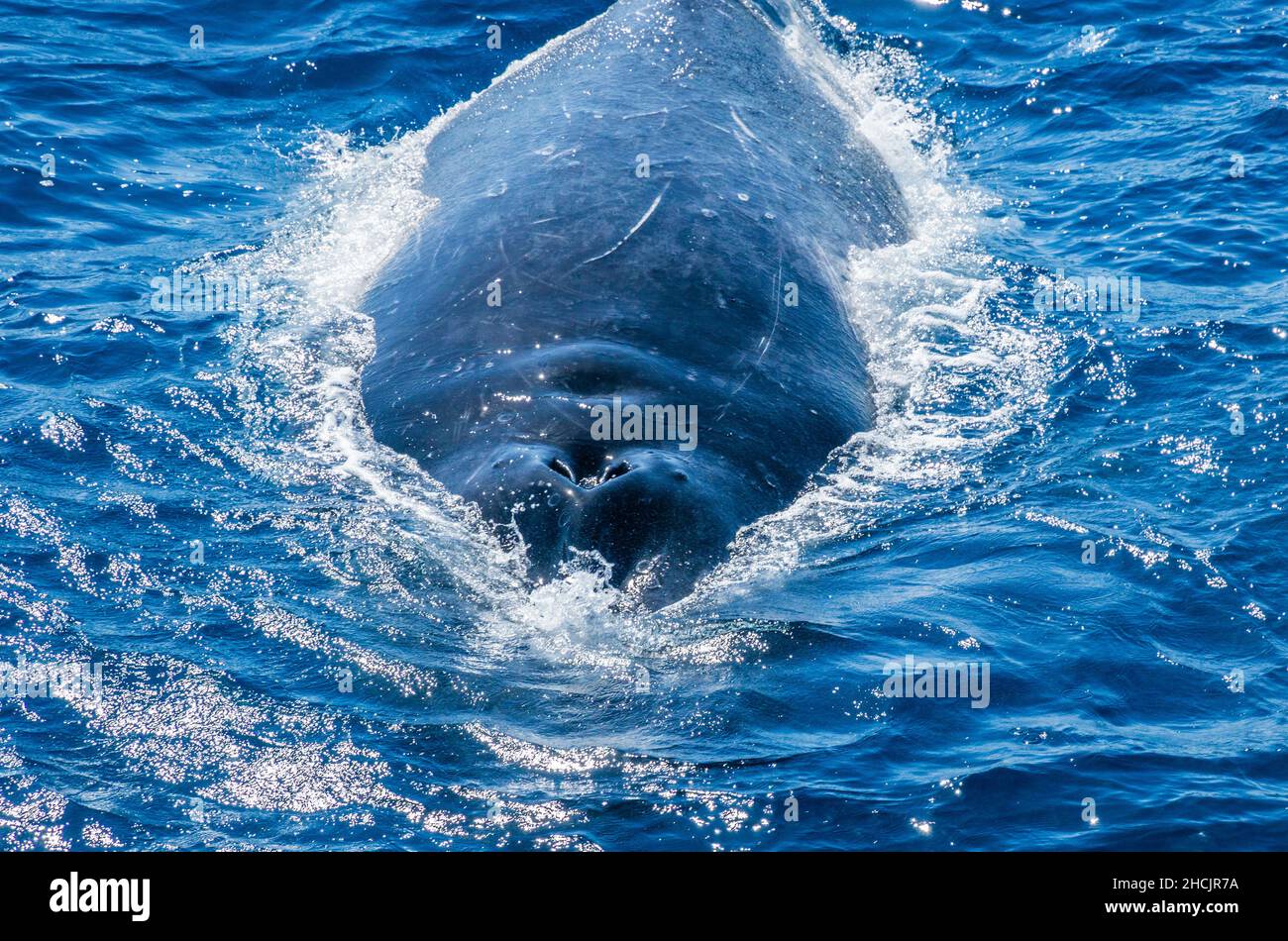 Trou de compression d'une baleine à bosse surexposée (Megaptera novaeangliae) dans la mer de Corail à Hervey Bay, Queensland, Australie Banque D'Images