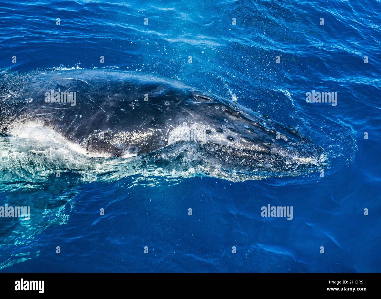 Portrait d'une baleine à bosse surexposée (Megaptera novaeangliae) dans la mer de Corail à Hervey Bay, Queensland, Australie Banque D'Images
