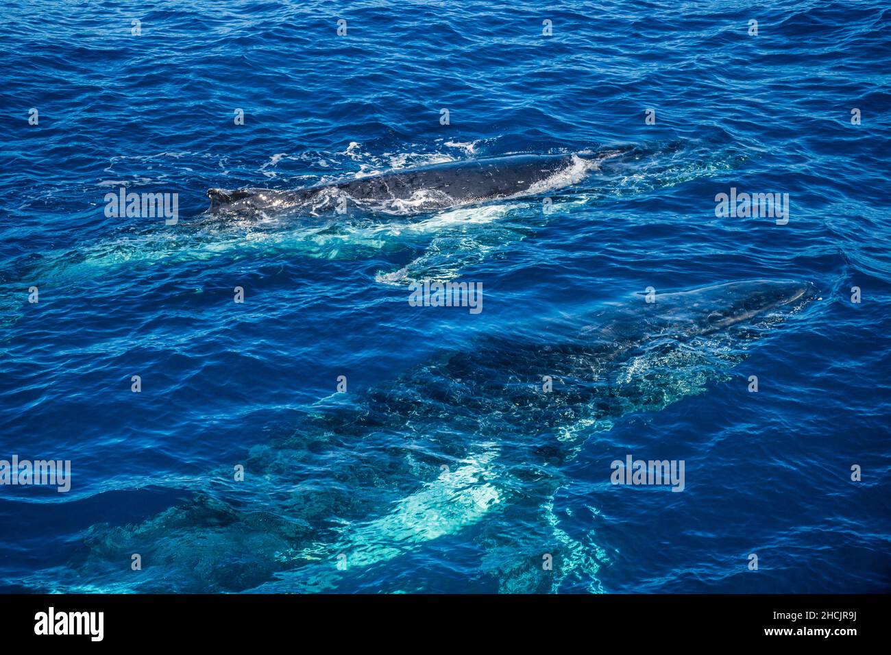 Deux baleines à bosse (Megaptera novaeangliae) en surfaçage dans la mer de Corail à Hervey Bay, Queensland, Australie Banque D'Images