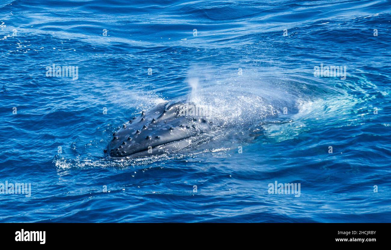 Baleine à bosse surfacée (Megaptera novaeangliae) dans la mer de Corail à Hervey Bay, Queensland, Australie Banque D'Images
