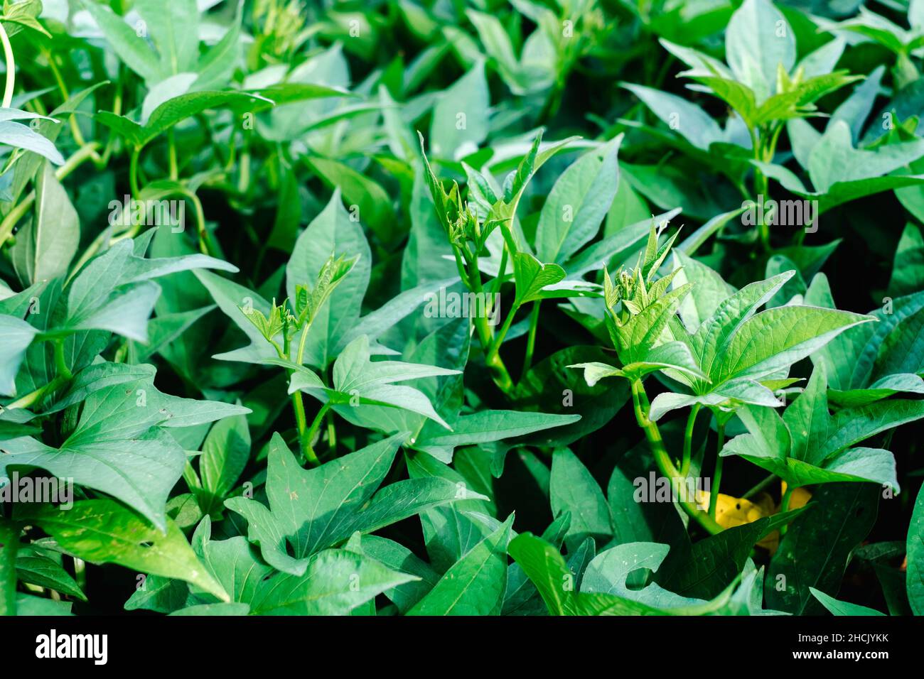 Gros plan de jeunes pommes de terre sucrées bio feuilles de légumes ou de camote riches en vitamine K, fer, calcium, zinc et protéines. Banque D'Images