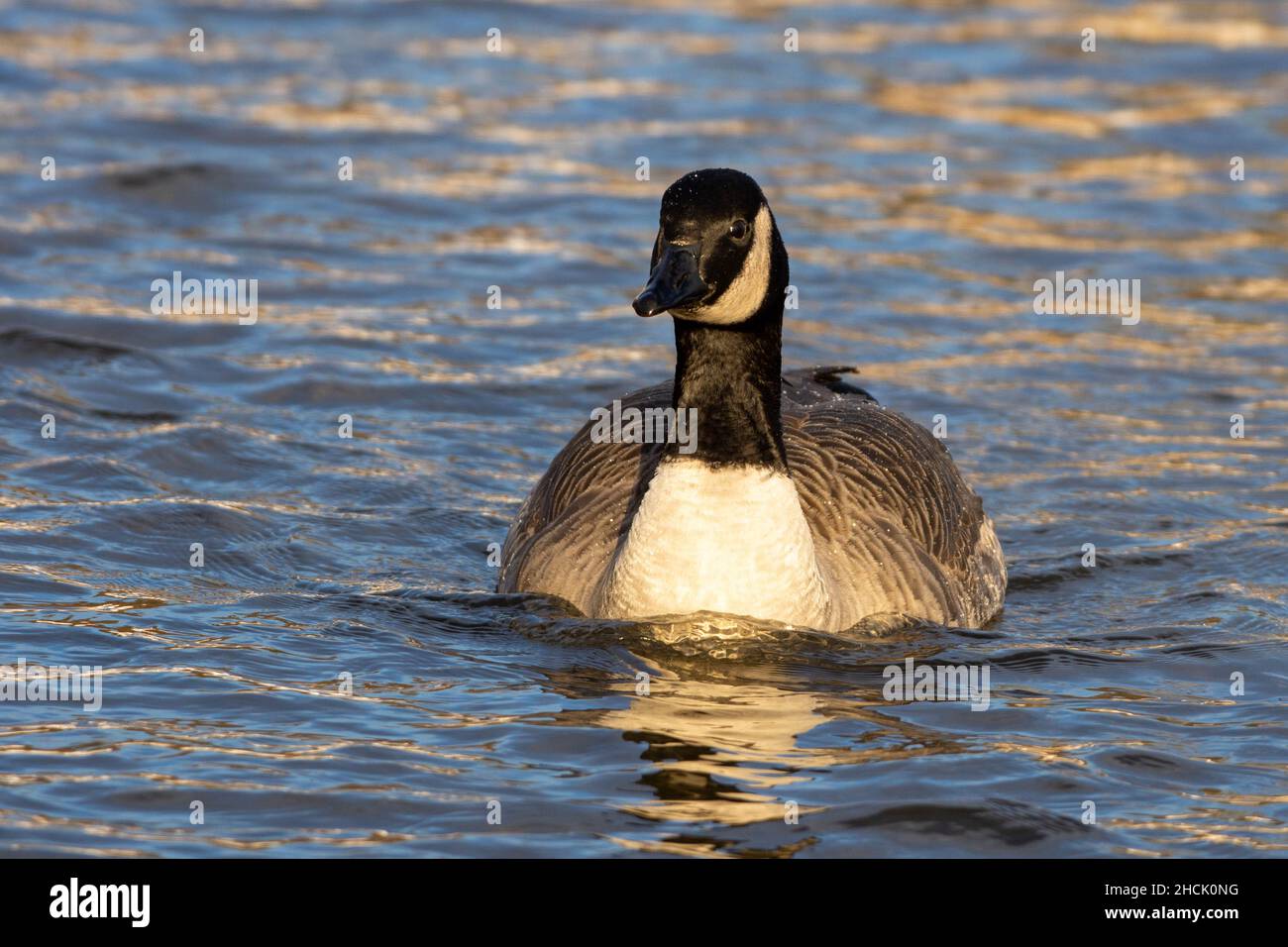 Une oie du Canada (Branta canadensis) nageant dans l'eau au coucher du soleil. Banque D'Images