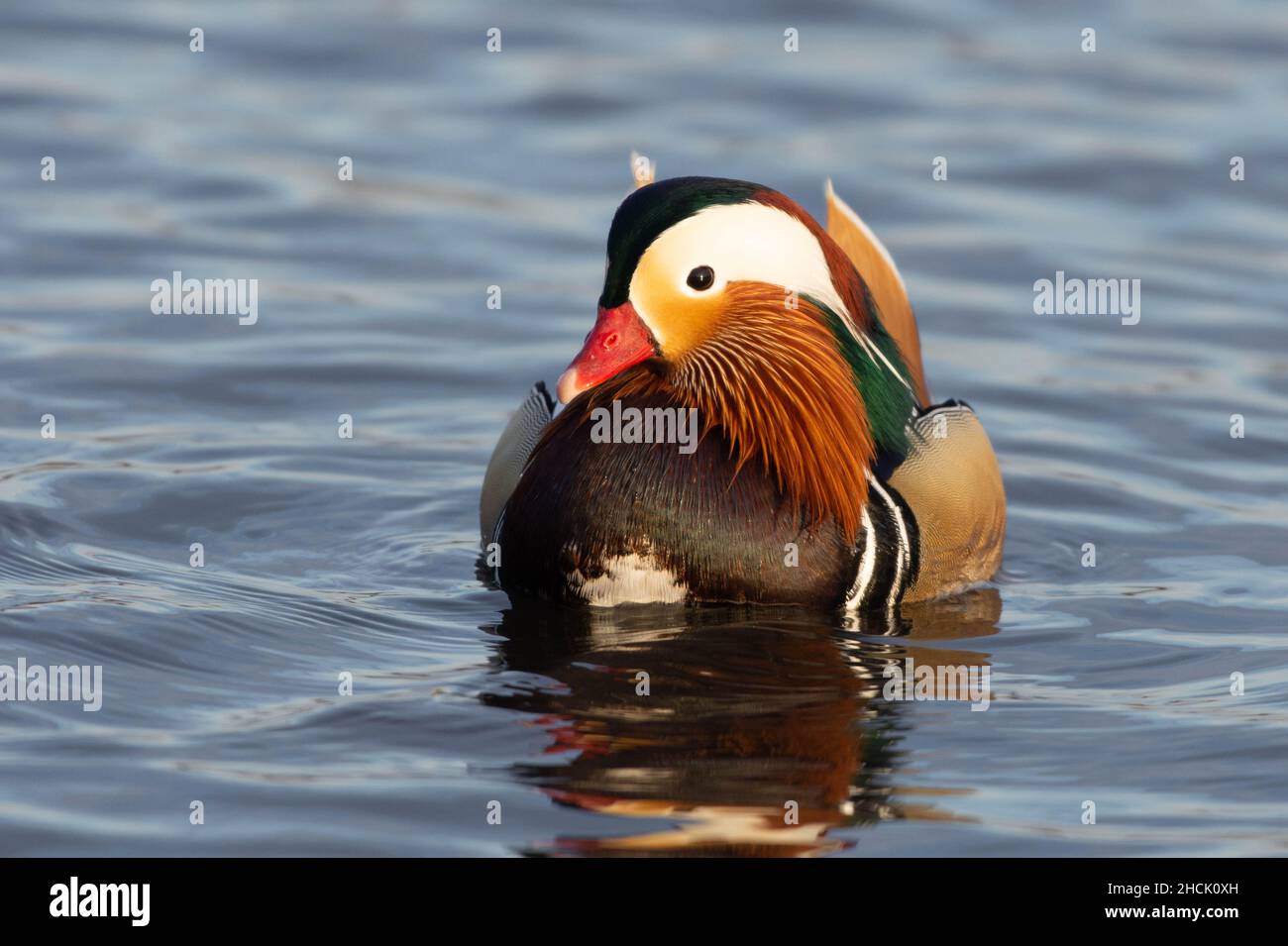 Un gros plan d'un canard mandarin (Aix galericulata) nageant dans l'eau au coucher du soleil. Banque D'Images