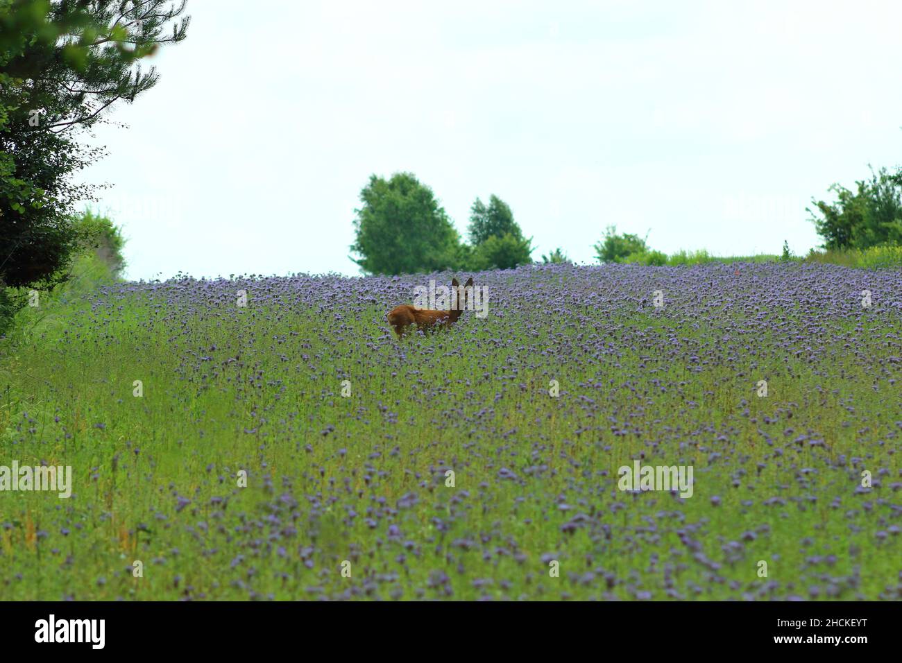 Belle vue d'un renne se tenant dans la prairie entre les arbustes de fleurs violettes Banque D'Images