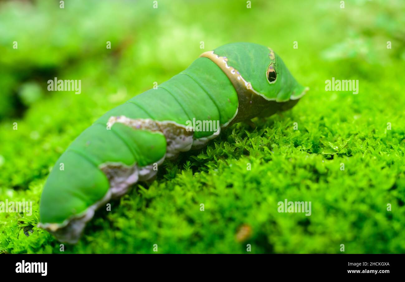 Photo macro de la larve de Mormon commune. Banque D'Images