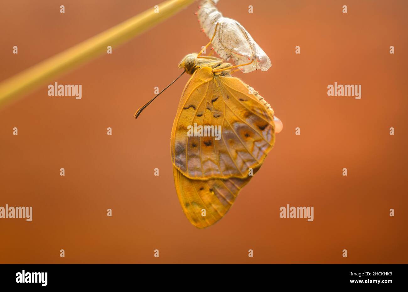 Papillon léopard commun émergent après la fin de la métamorphose.Un beau papillon est accroché à l'étui chrysalide vide, un photog macro de gros plan Banque D'Images