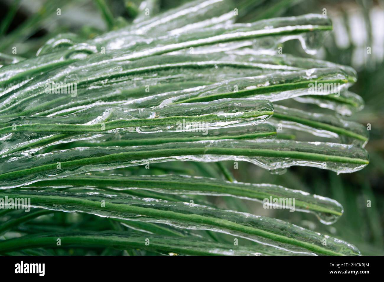 Aiguilles de pin vert incsées dans la glace pendant une tempête de verglas Banque D'Images