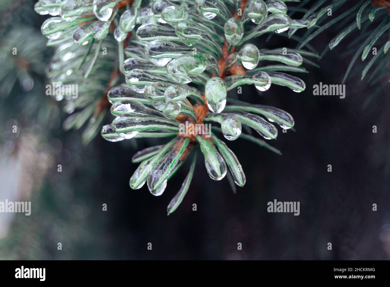Aiguilles de pin vert incsées dans la glace pendant une tempête de verglas Banque D'Images