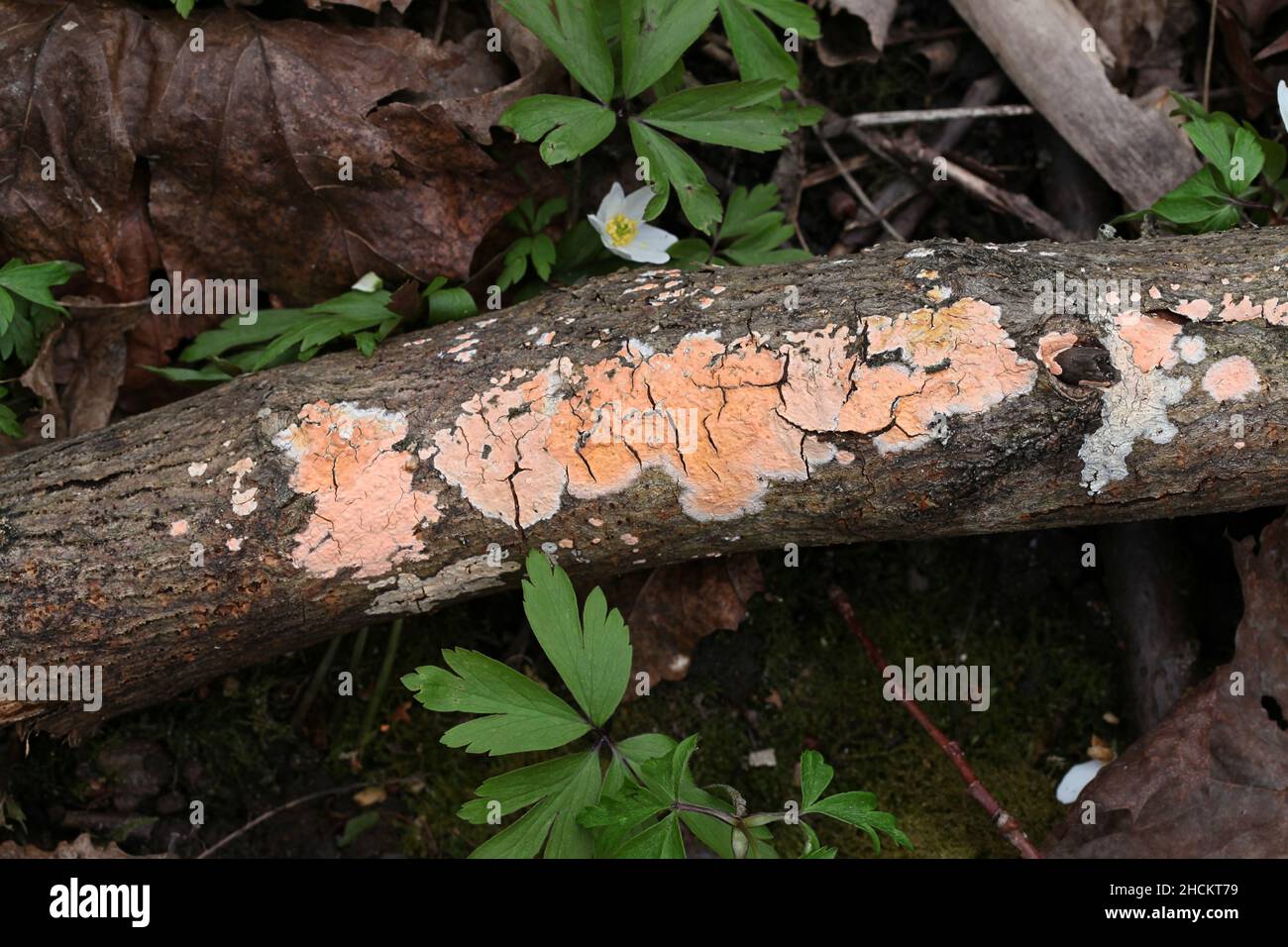 Peniophora incarnata, connue sous le nom de croûte rosé, champignon sauvage de Finlande Banque D'Images
