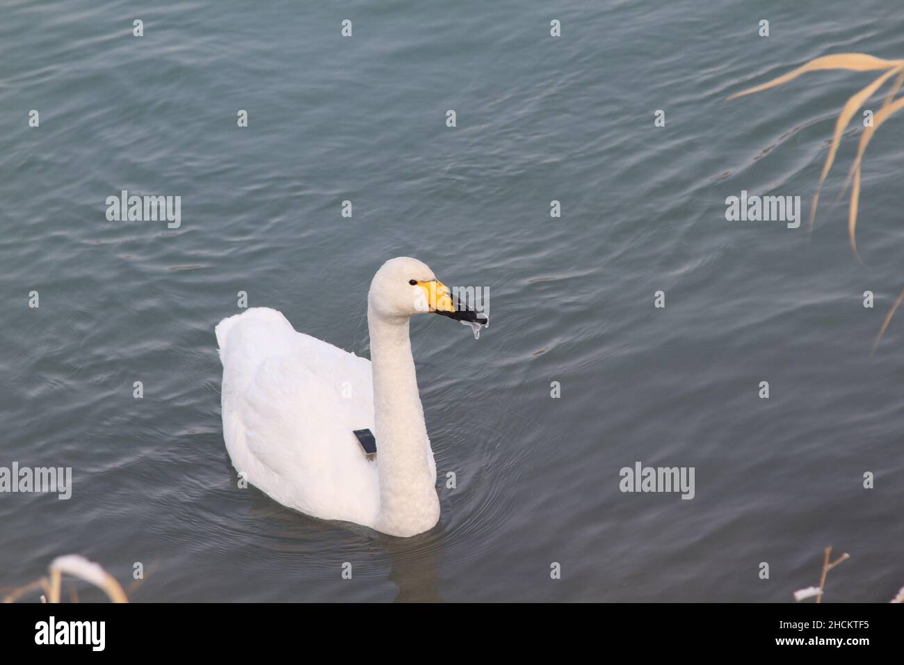 BOLE, CHINE - le 29 DÉCEMBRE 2021 - Le bec d'un cygne est gelé dans un parc de la ville de Bole, province de Xinjiang, Chine, le 29 décembre 2021. Banque D'Images